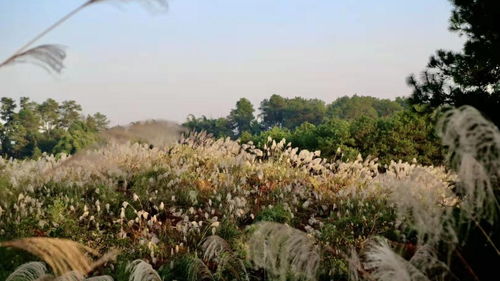 冬日好 村 光 重庆芒草花海绘就美丽画卷