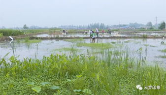 高质量发展系列报道之三 云梦 念好 融 字经 打造乡村振兴 先行区