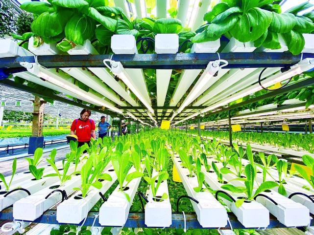 安蔬现代农业与心智道文化签约开发运营研学游项目
