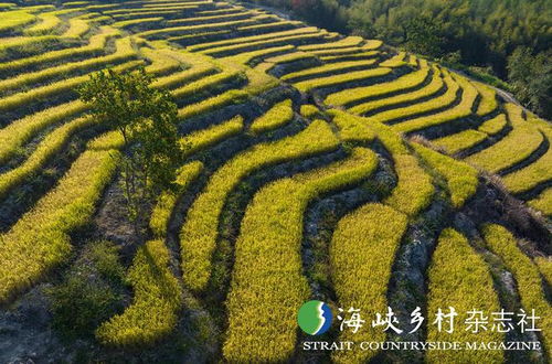 福建 绿盈乡村 书写生态振兴南平答卷