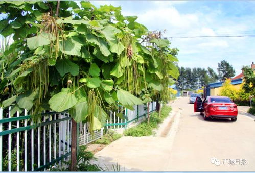 走进吉林最美乡村 舒兰市白旗村