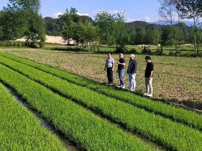 昔日贫瘠河滩地 如今稻蟹共生高产田--汉中辰创农业开发发展生态农业侧记