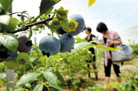 蓝莓俏枝头