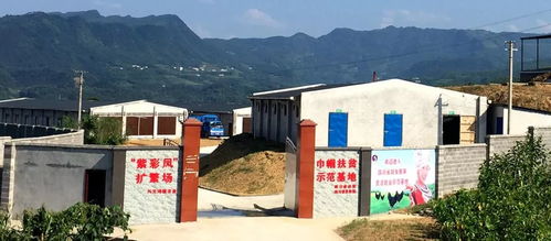 喜迎宜宾市妇女第五次代表大会 苗乡走出的 最美 创业人 记兴文县鸿程农业生态科技开发有限责任公司董事长任思琼