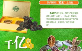 贵州华科金农生态农业发展 御贵草金线莲种植行家