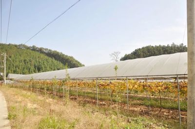 乡村振兴丨擦亮“百合小镇”名片 撬动生态富民强区!