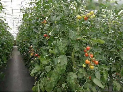 喜报 我县3家主体获省水果产业协会表彰