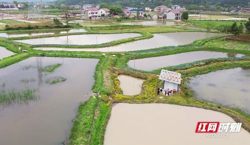 乡村振兴丨稻在水中长 虾在稻下游