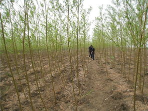 供应速生柳,河北速生柳,北京速生柳 河北依岭生态农业开发公司 薄壳核桃苗,早实核桃苗,卫矛,金丝垂柳,国槐