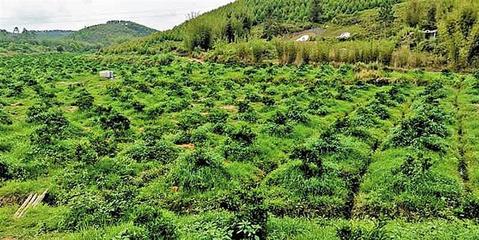 省扶贫办调研组点赞福城街道产业扶贫