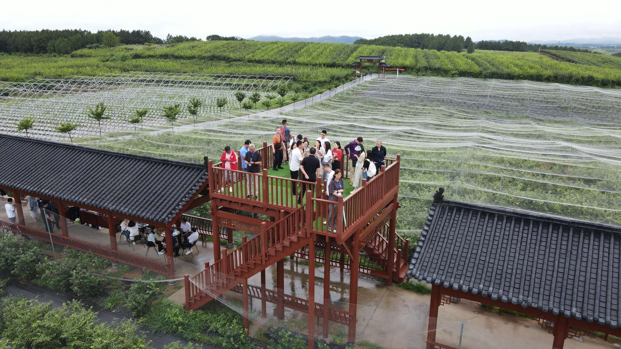 湖北安陆赵棚镇:小蓝莓带村民脱贫致富,昔日荒山成金山银山