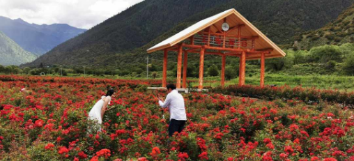 工布花开助脱贫