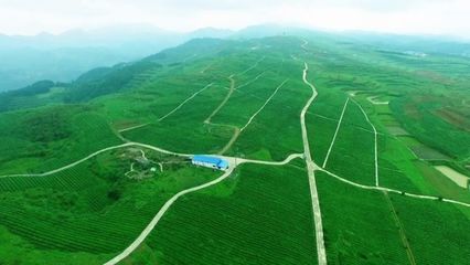 【脱贫攻坚进行时】思南农业综合开发助力脱贫攻坚成效显著
