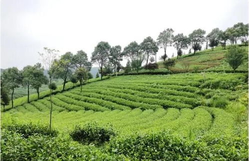 贵阳贵安大力发展生态茶产业