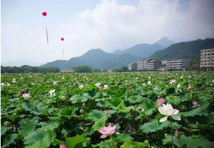 立体高效农业生态农业庄园省级生态农业科技示范园项目可行性研究报告案例概况