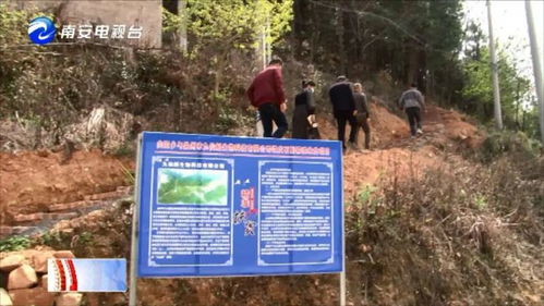 南安向阳 林下套种灵芝,发展生态农业