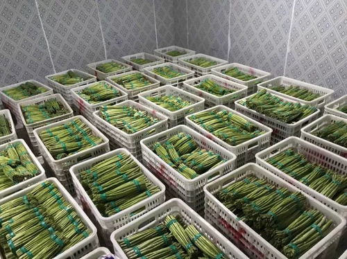 合庆村创新发展模式 推动村级集体经济稳步增长