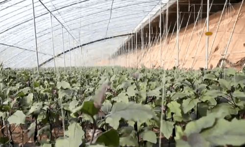 加强标准化建设 推进蔬菜产业高质量发展