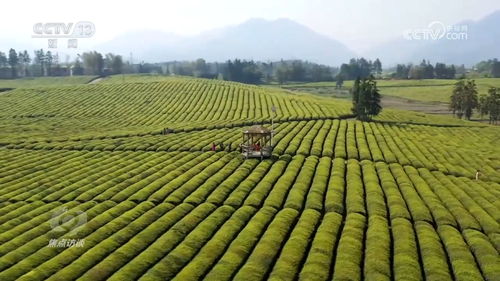 焦点访谈 厚植高质量发展的生态底色