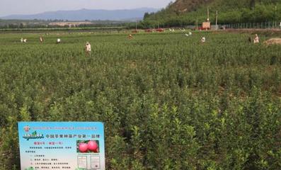 灵宝市上半年重点项目焕发新活力